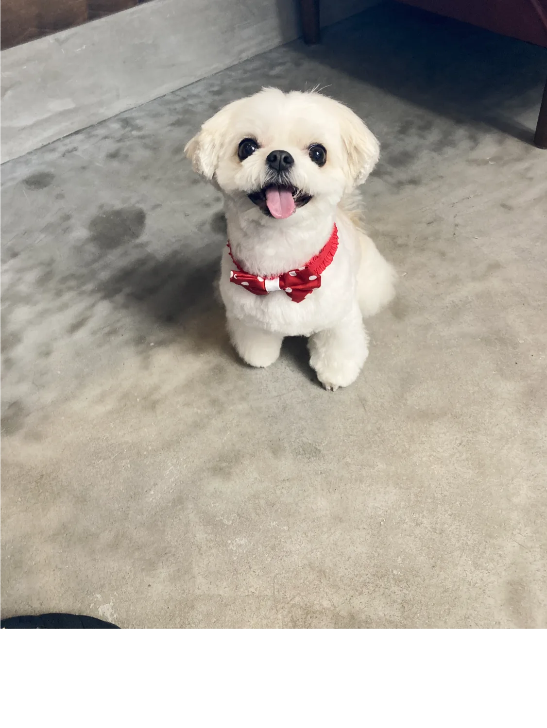 MOCOちゃん(白い小型犬)