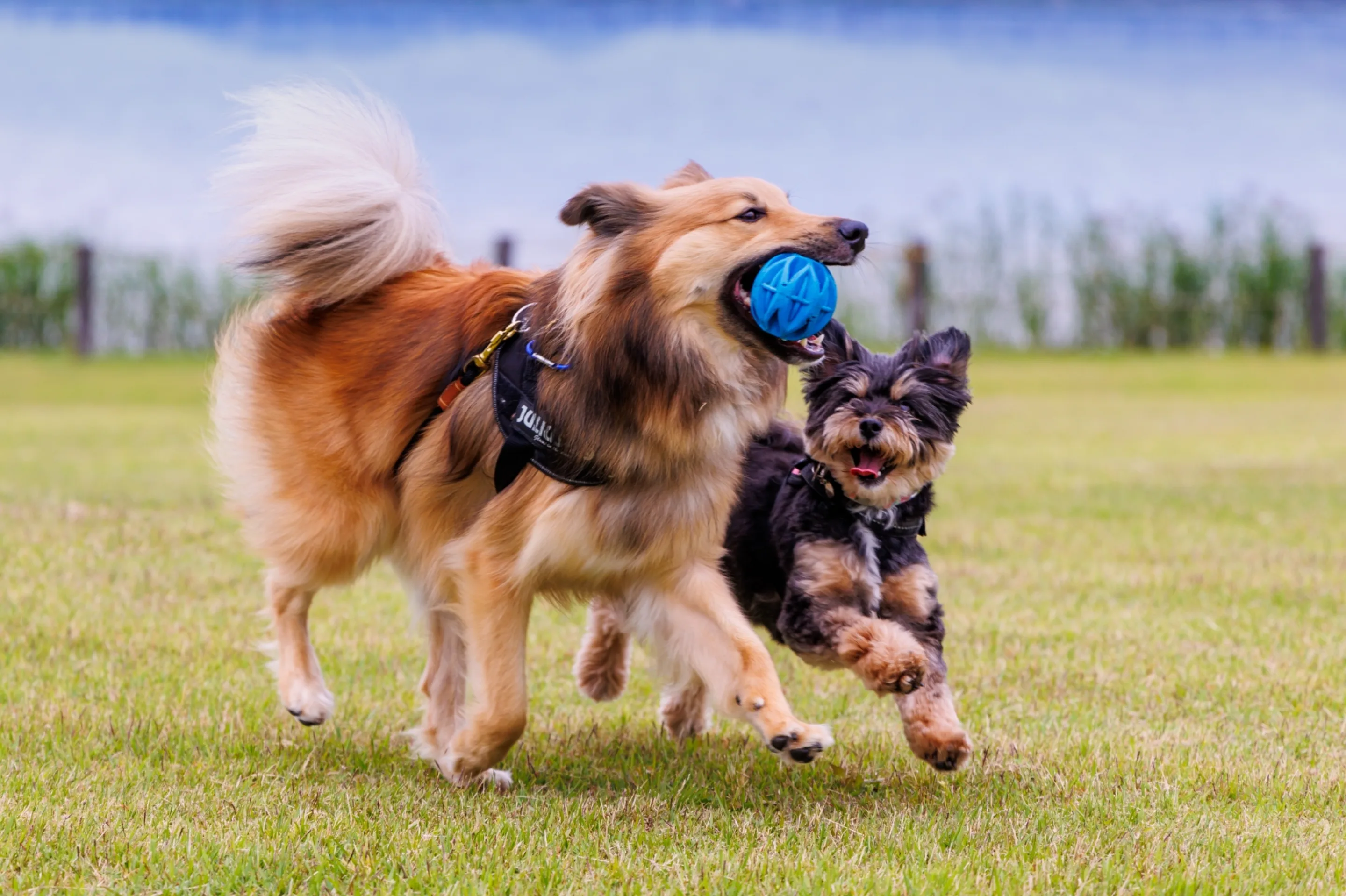 芝生でボールをくわえて遊ぶ2匹の犬